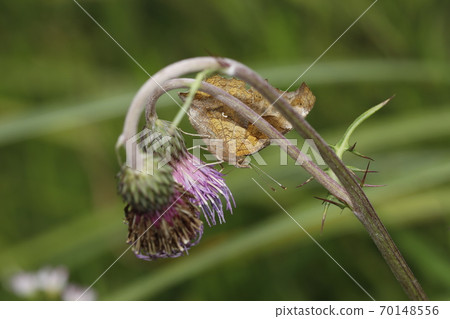 Kitateha在野澤花上吮吸蜂蜜 Kitateha在野澤花上吮吸蜂蜜 70148556