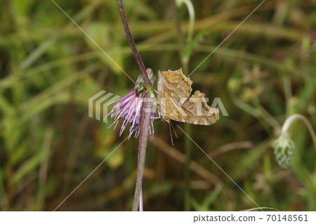 Kitateha在野澤花上吮吸蜂蜜 70148561