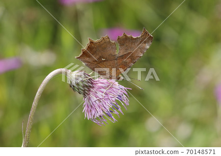 Kitateha在野澤花上吮吸蜂蜜 70148571