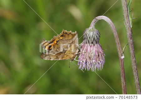 Kitateha在野澤花上吮吸蜂蜜 Kitateha在野澤花上吮吸蜂蜜 70148573