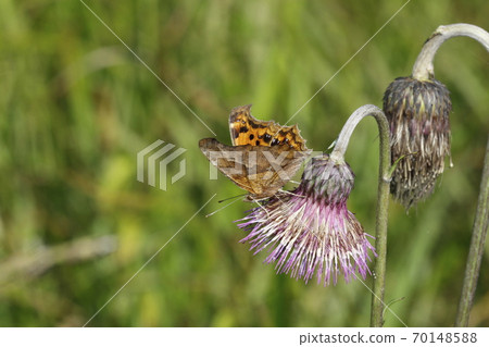 Kitateha在野澤花上吮吸蜂蜜 Kitateha在野澤花上吮吸蜂蜜 70148588