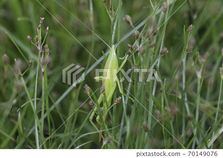 馬唐的幼蟲 70149076