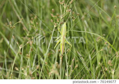 馬唐的幼蟲 馬唐的幼蟲 70149077