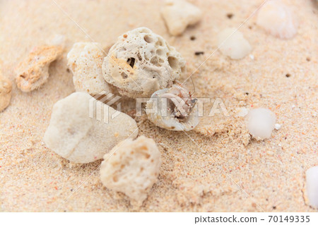 在海灘的寄居蟹 在海灘的寄居蟹 70149335