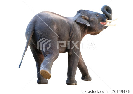 The elephants on white background with clipping path 70149426