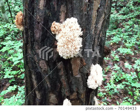 Fusahime Ramaria Botrytis Poisonous Mushroom Fusahime Ramaria Botrytis Poisonous Mushroom 70149433