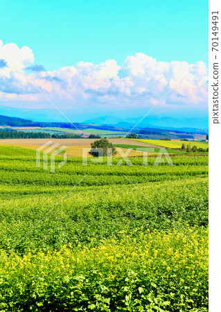 Biei Hill / Yellow Field in September Biei Hill / Yellow Field in September 70149491