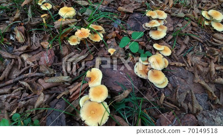 Sulfur tuft growing on the ground, a highly poisonous mushroom Sulfur tuft growing on the ground, a highly poisonous mushroom 70149518