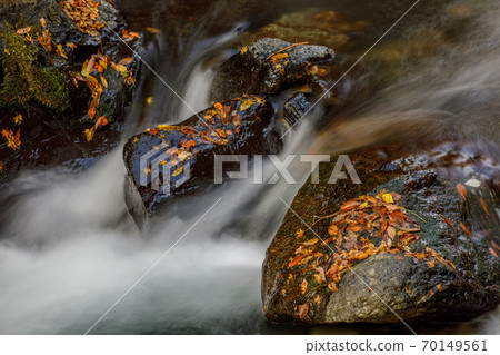 Mountain stream and fallen leaves Mountain stream and fallen leaves 70149561