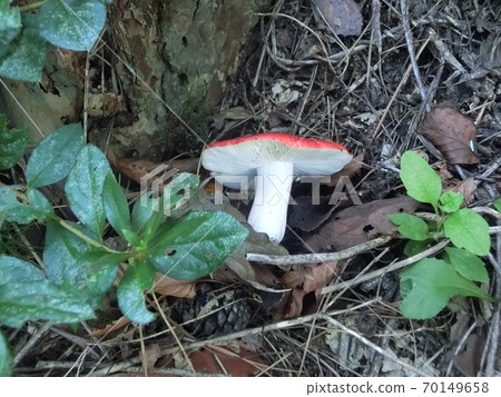 Chishio Hatsu Mushroom Food Poison Unknown Chishio Hatsu Mushroom Food Poison Unknown 70149658