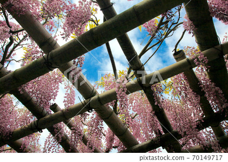 靜岡縣修善寺 70149717