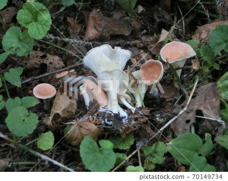 Funnel mushrooms edible 70149734