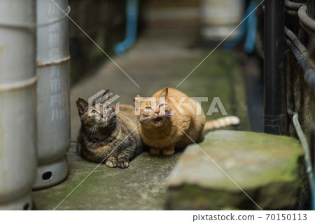 Cat in Misaki, Kanagawa Prefecture Cat in Misaki, Kanagawa Prefecture 70150113