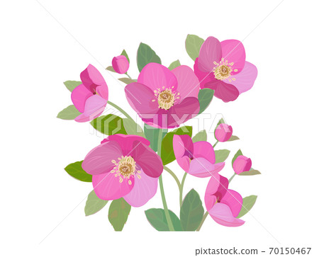 聖誕玫瑰冬花 70150467