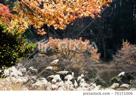 Late autumn, tree competition scenery-4 70151006