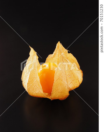 黑色背景上的食用Hozuki 黑色背景上的食用Hozuki 70151230