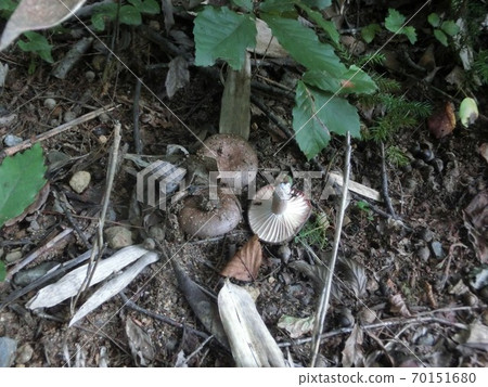 Russula nigricans poisonous mushrooms Russula nigricans poisonous mushrooms 70151680