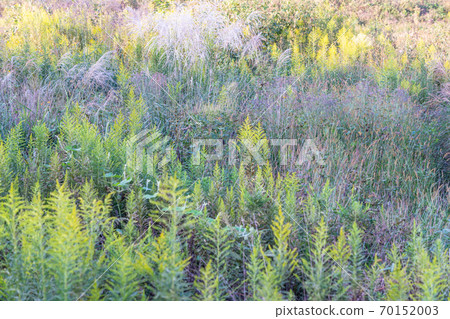 Bright autumn meadow 70152003