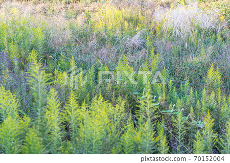 Bright autumn meadow 70152004