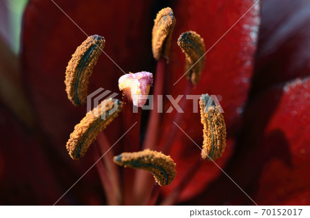 Flower of lily of the valley close up Flower of lily of the valley close up 70152017