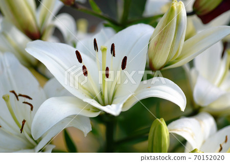 Flower of madonna lily close up Flower of madonna lily close up 70152020