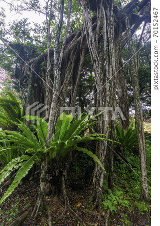 Bird's-nest taniwatari and banyan tree 70152467