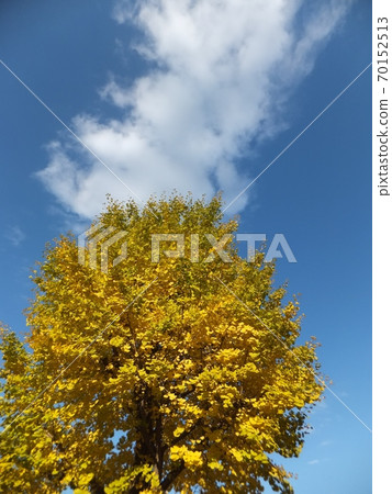 Yellow ginkgo tree standing in the clear autumn sky Yellow ginkgo tree standing in the clear autumn sky 70152513