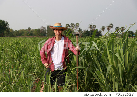 Man farmer with hoe in hand working in the sugarcane farm and wearing a straw hat. 70152528