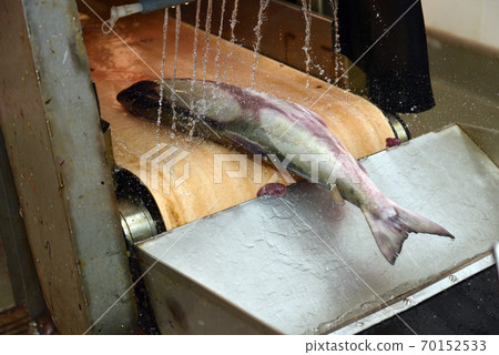 Fresh salmon on the production line in the fishing processing plant 70152533
