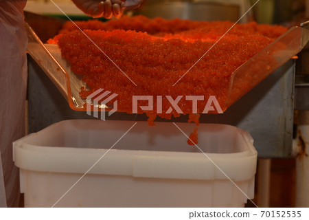 Preparing salmon caviar in the fishing processing plant Preparing salmon caviar in the fishing processing plant 70152535