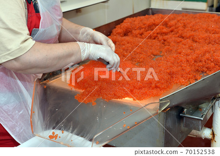 Preparing salmon caviar in the fishing processing plant Preparing salmon caviar in the fishing processing plant 70152538