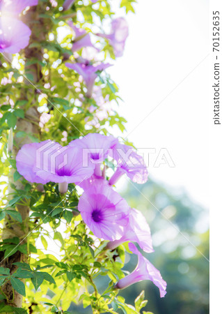 Purple flower at sky. Purple flower at sky. 70152635