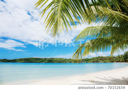 Palm leaves on beach at sea. Palm leaves on beach at sea. 70152639
