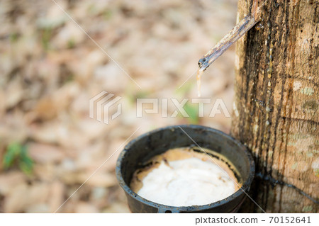Old bowl on rubber tree. Old bowl on rubber tree. 70152641