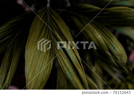 Leaves of palm with texture. Leaves of palm with texture. 70152643