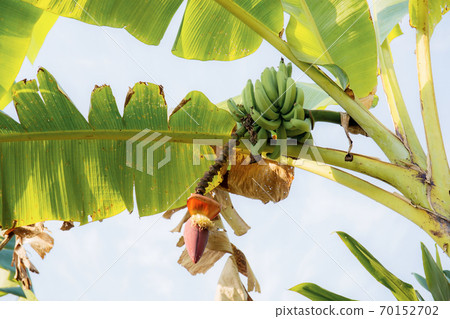 Banana on tree at sky. 70152702