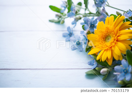 藍星和非洲菊花卉背景素材 藍星和非洲菊花卉背景素材 70153179