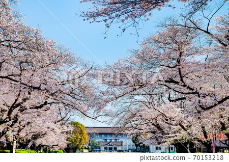 東京台東區上野Onshi公園和東京國立博物館的一排櫻花樹 70153218