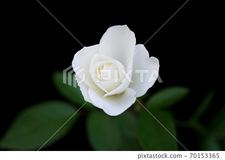 Little white rose 01 Little white rose 01 70153365
