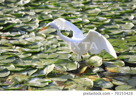Little egret aiming for prey in the lotus pond 70153428