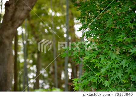 Fresh green maple 70153940