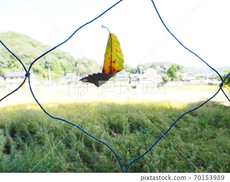 枯葉在秋天掛在蜘蛛的巢上 70153989