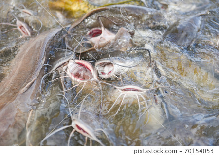 Catfish eating from feeding food on water surface ponds - Freshwater fish farm Catfish eating from feeding food on water surface ponds - Freshwater fish farm 70154053