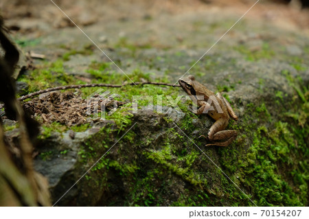 Moss and frog. 70154207