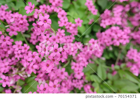 Oxalis. Japanese wildflowers Oxalis. Japanese wildflowers 70154371