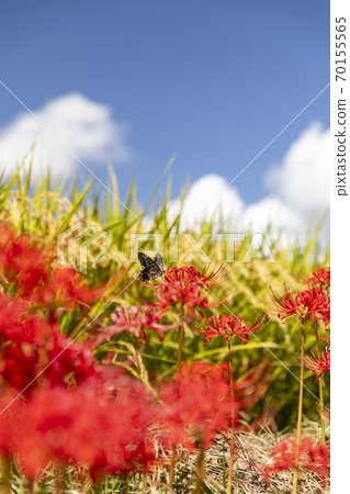 希根花的風景 希根花的風景 70155565