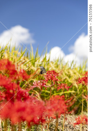 希根花的風景 70155566