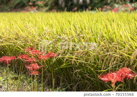 希根花的風景 希根花的風景 70155568
