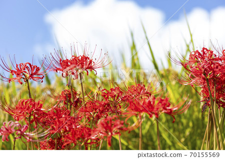 希根花的風景 希根花的風景 70155569