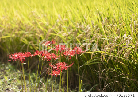 希根花的風景 希根花的風景 70155571